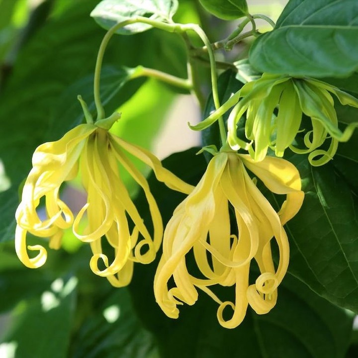 Ylang Ylang, Bunga, Essential Oil