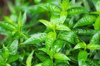 Jamu, Daya Tahan Tubuh, Kesehatan, Manfaat, Tips, Cara, Jamu Sambiloto