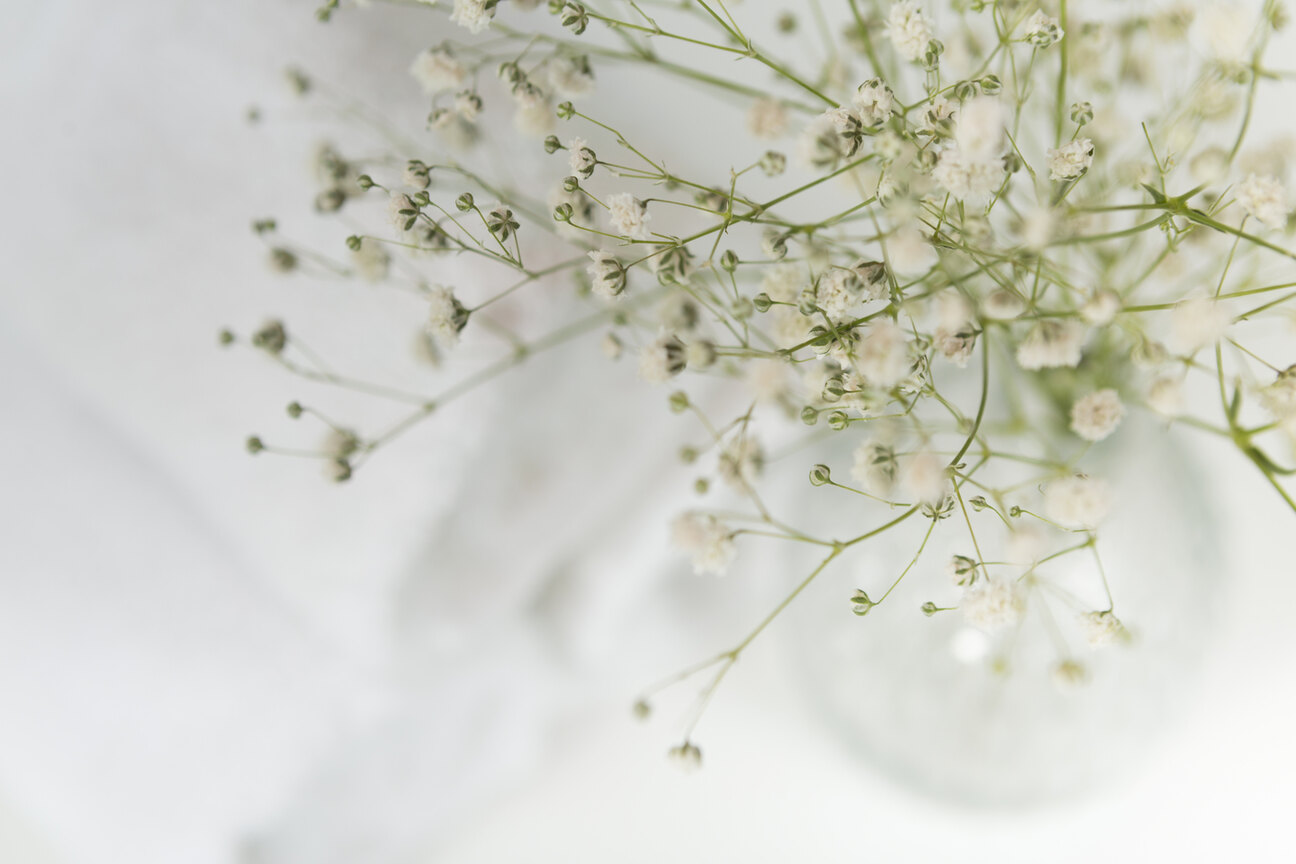 Menenangkan dan Cantik, Kenali 3 Arti Bunga Baby Breath