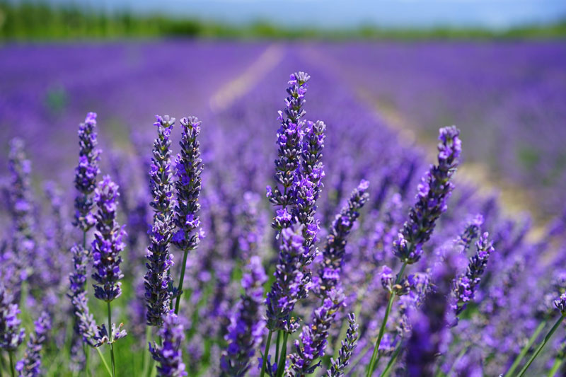 Bunga Lavender