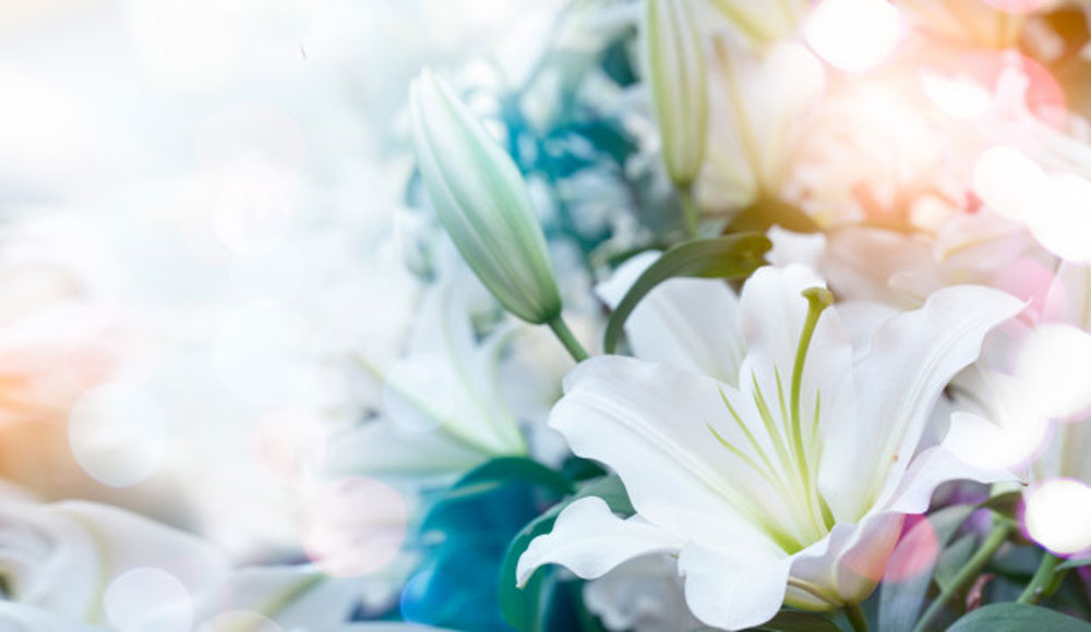 Bunga Lily