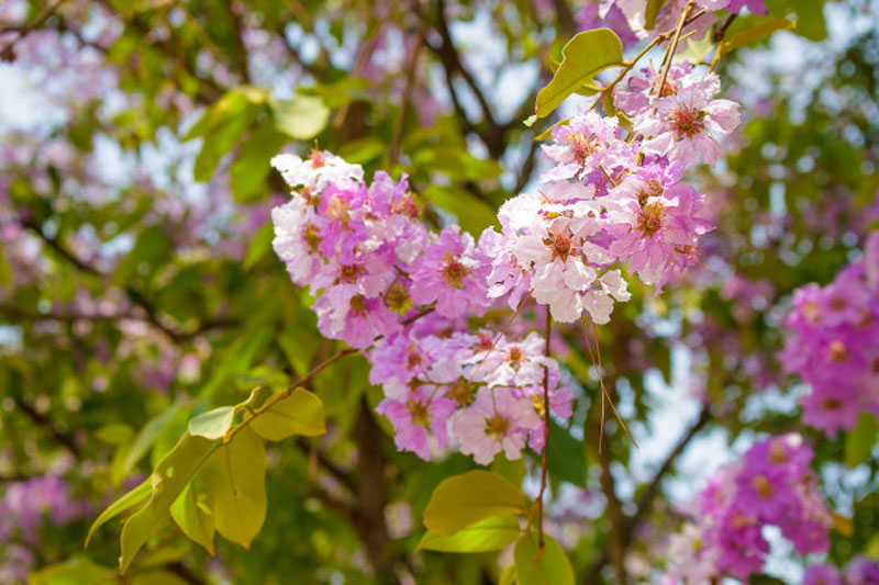 Bunga Myrtle
