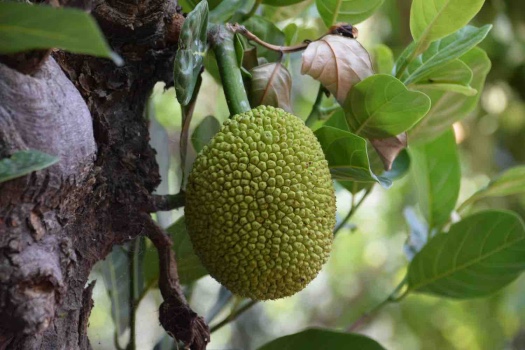 Buah yang harus dihindari untuk melancarkan menstruasi, menstruasi, buah yang dihindari saat menstruasi, buah, period