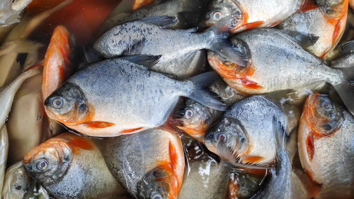 Hati-hati, 5 Ikan Ini Memiliki Kolesterol Jahat