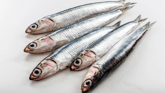 Hati-hati, 5 Ikan Ini Memiliki Kolesterol Jahat