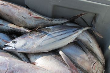 Hati-hati, 5 Ikan Ini Memiliki Kolesterol Jahat