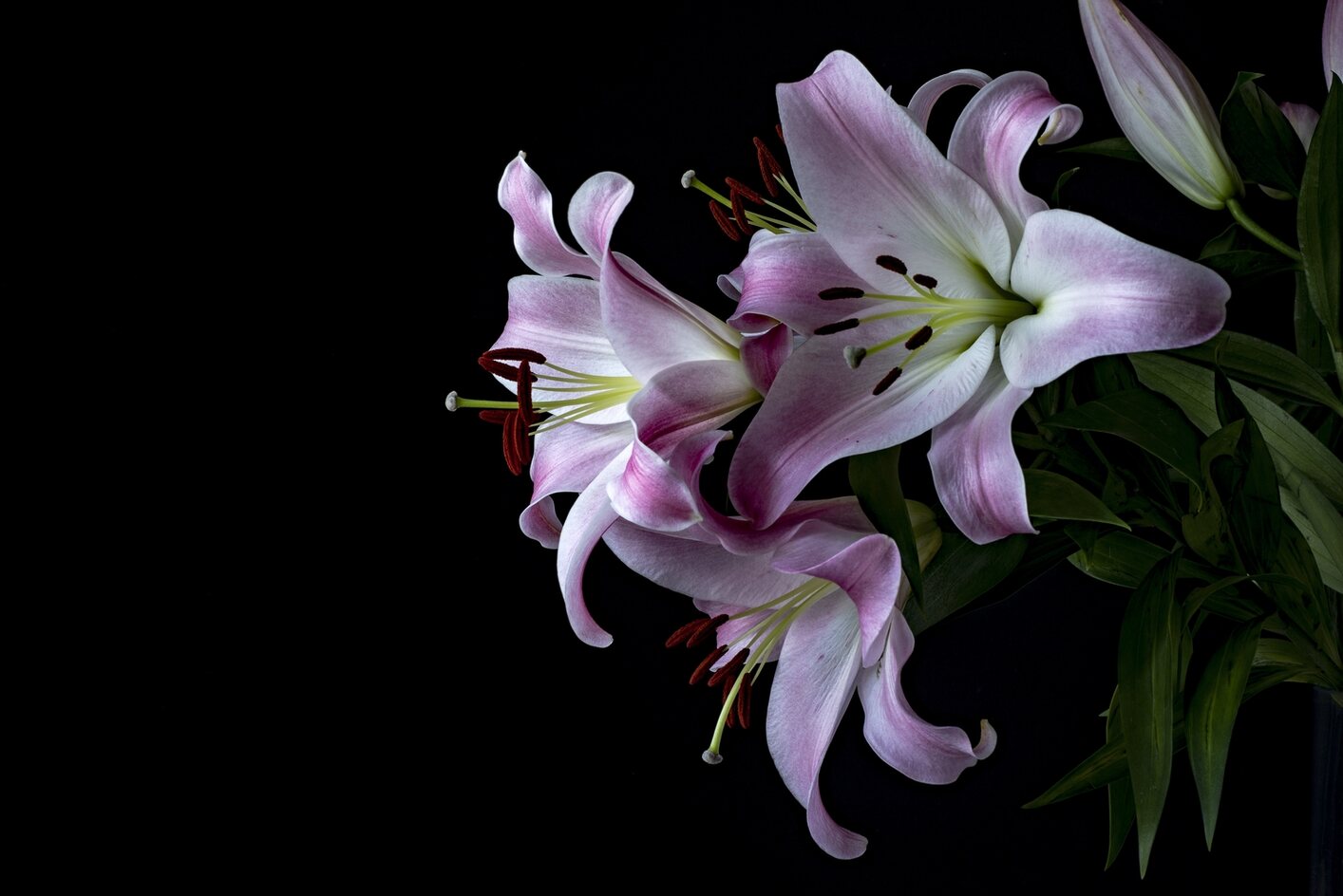Ketahui Dulu, 5 Makna Memberikan Bunga Lily Untuk Pasangan