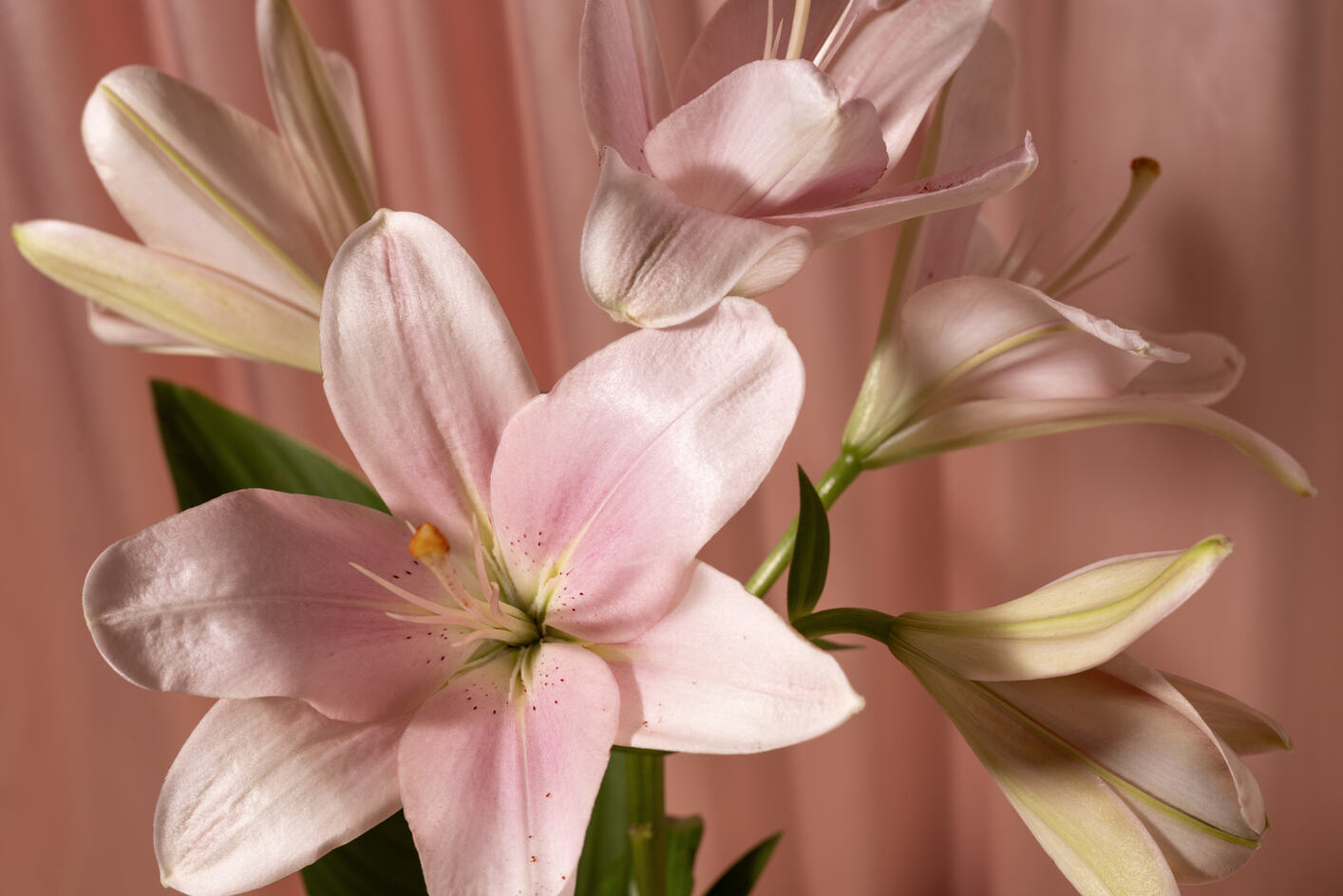 Ketahui Dulu, 5 Makna Memberikan Bunga Lily Untuk Pasangan