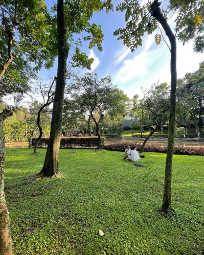 taman yang cocok untuk piknik di jakarta, taman spathodea