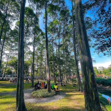 taman yang cocok untuk piknik di jakarta, tebet eco park