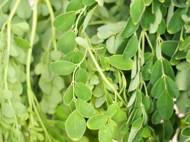 bahan herbal untuk kesehatan wanita