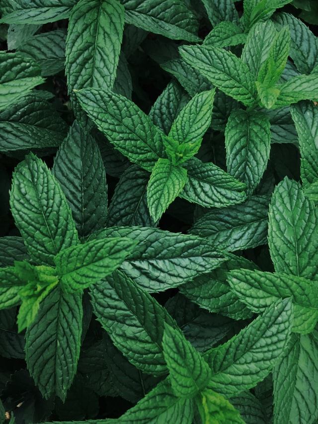 jenis teh herbal untuk atasi rasa cemas