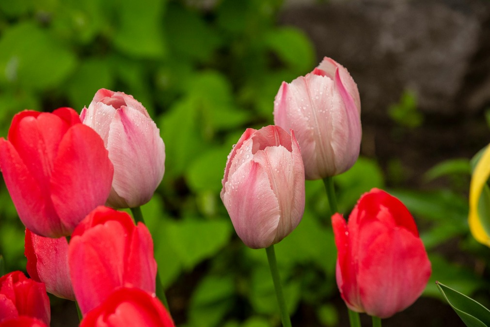Intip Arti Dari Masing-Masing Warna Bunga Tulip, Yuk!