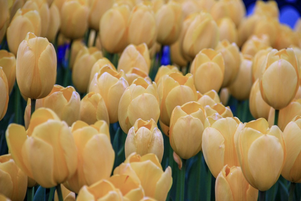 Intip Arti Dari Masing-Masing Warna Bunga Tulip, Yuk!