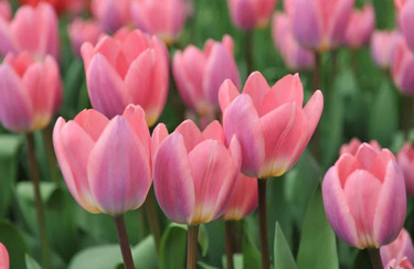Intip Arti Dari Masing-Masing Warna Bunga Tulip, Yuk!