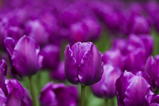 Intip Arti Dari Masing-Masing Warna Bunga Tulip, Yuk!