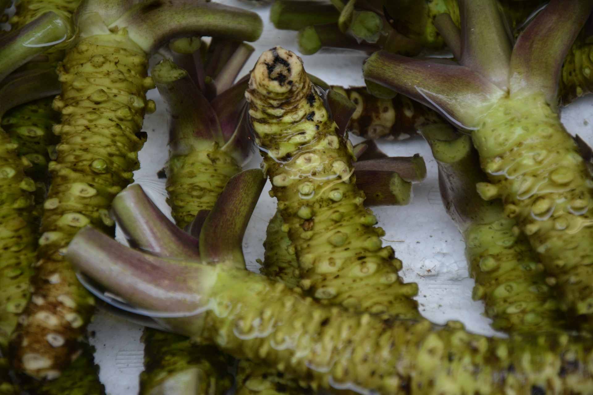 apakah wasabi bisa jadi solusi atasi rambut rontok