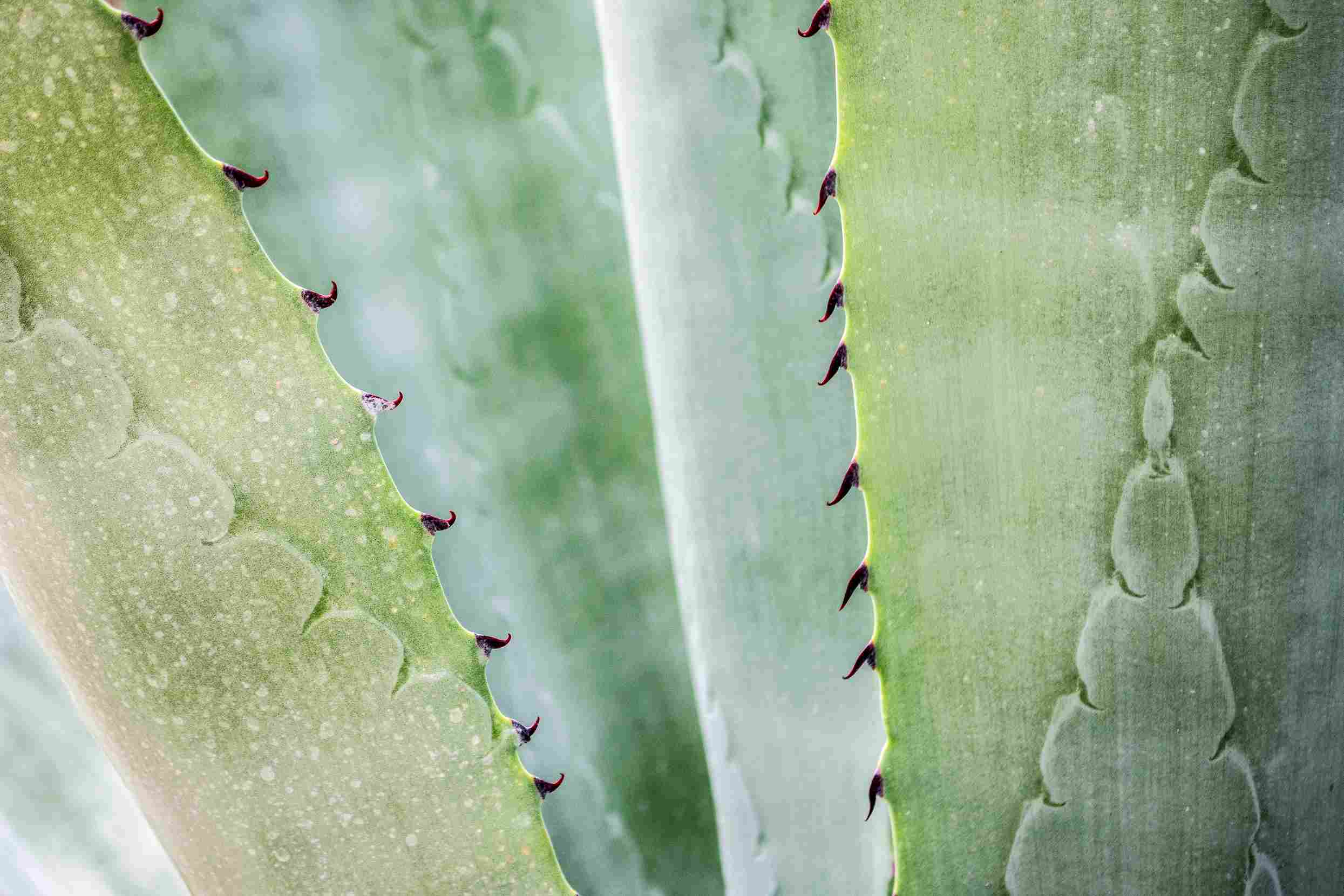 Cactus.  Aloe vera para las cejas.