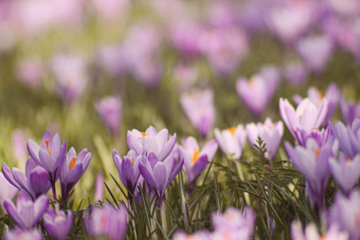 manfaat saffron untuk kecantikan