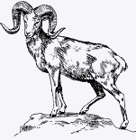 ramalan shio hari ini