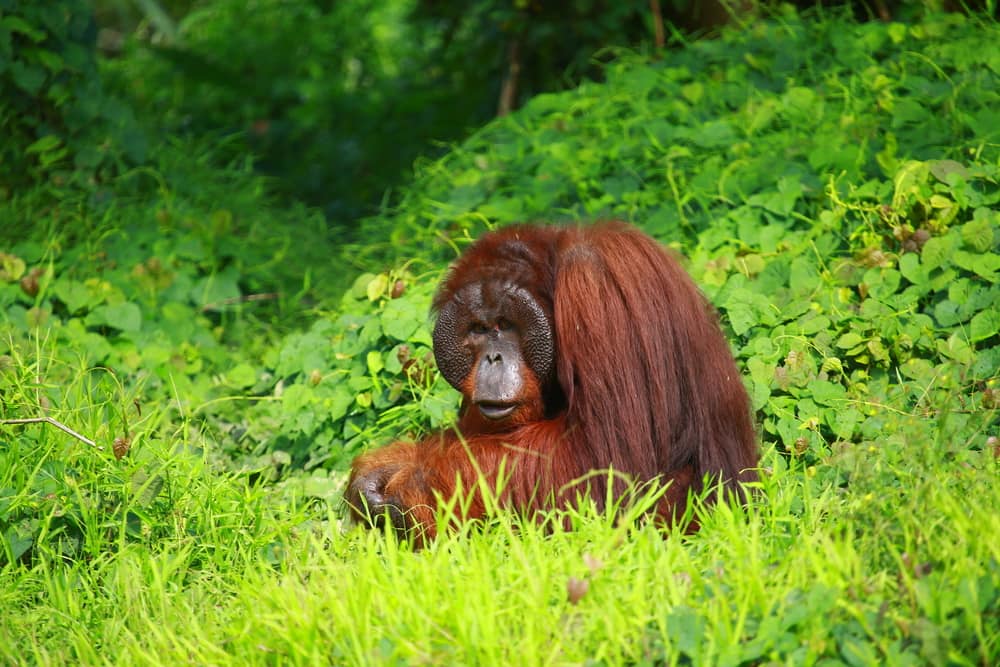 Kiehl's Indonesia orang utan