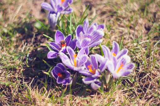 manfaat saffron dalam perawatan, manfaat saffron, saffron, manfaat saffron untuk kecantikan