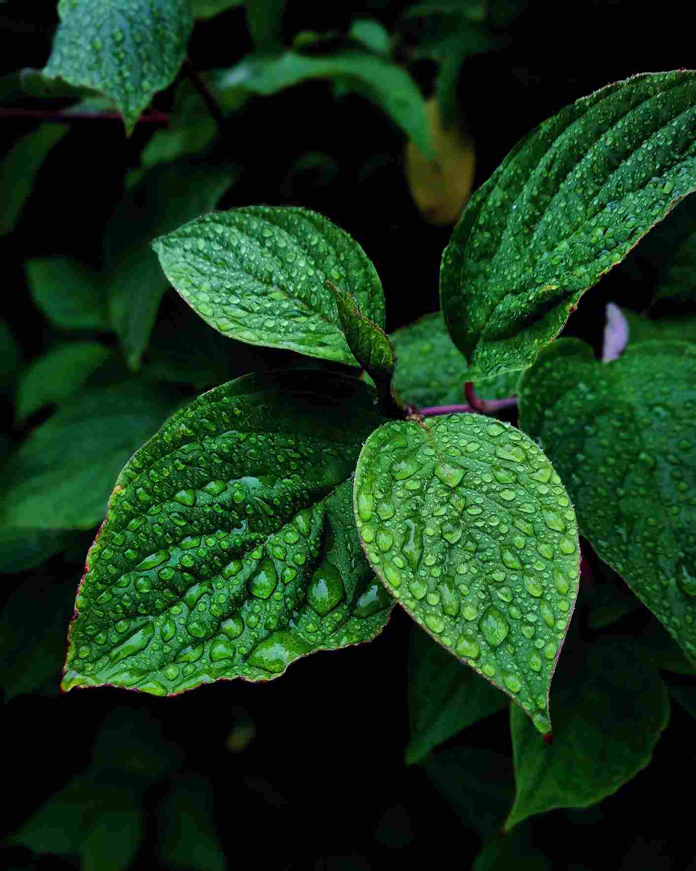 Daun mint. Mint. Antibakteri.