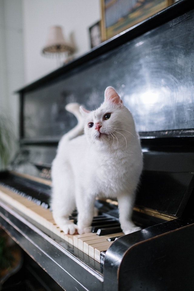 nama kucing yang bagus dan lucu
