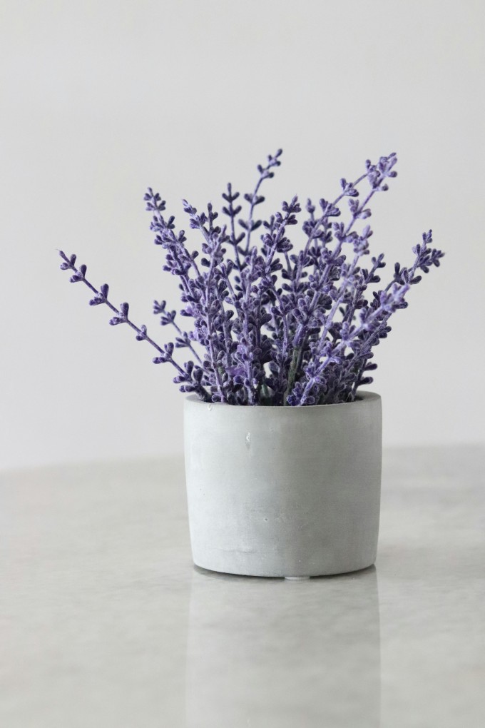 makna bunga lavender, bunga, lavender, bunga lavender, arti bunga lavender