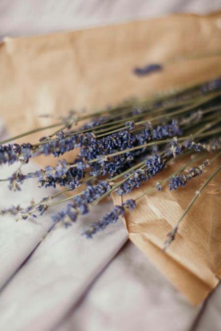makna bunga lavender, bunga, lavender, bunga lavender, arti bunga lavender