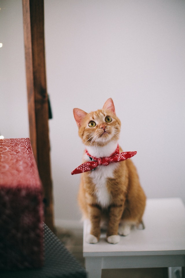 nama kucing yang bagus dan lucu