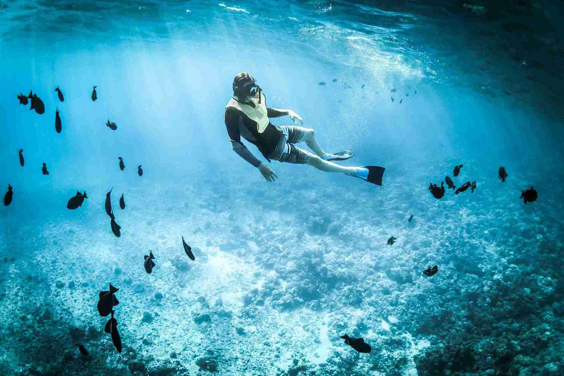perbedaan scuba diving dan diving, penyelam scuba, penyelam, free diving, snorkeling