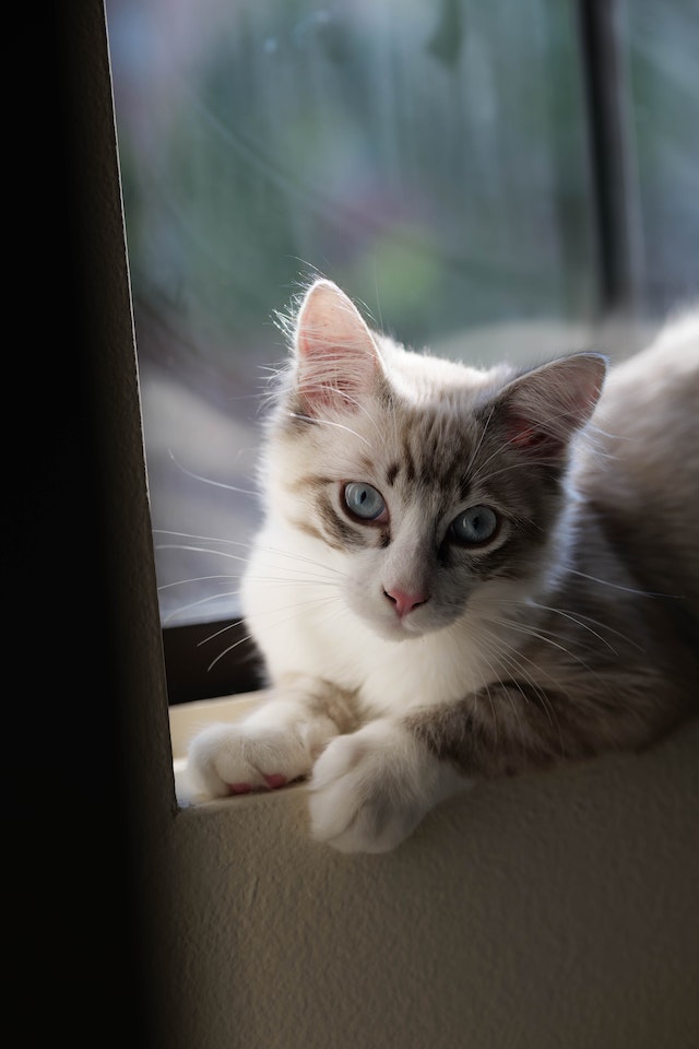 nama kucing yang bagus dan lucu