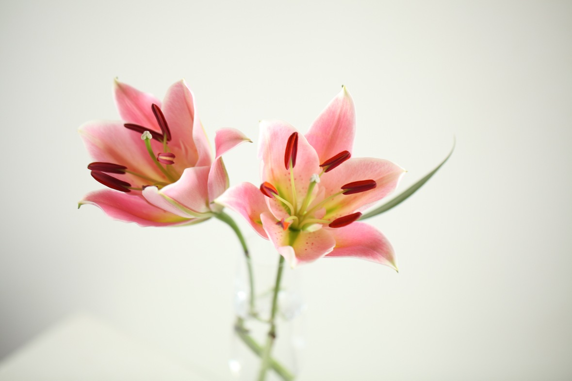 bunga, flower, mawar, tulip, daisy, anggrek, lily, kembang, cinta, perasaan, ungkapan, kekasih, hadiah, valentine