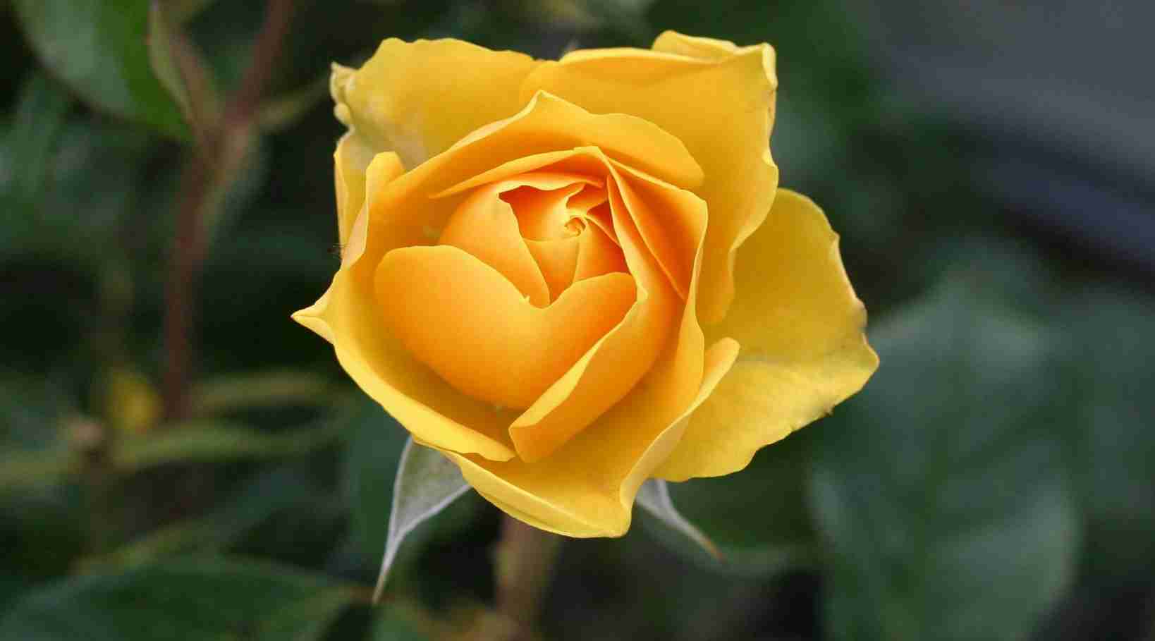 Arti Bunga Mawar Kuning dalam Percintaan, bunga mawar, mawar merah, bouquet 