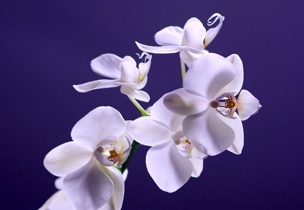 bunga, flower, mawar, tulip, daisy, anggrek, lily, kembang, cinta, perasaan, ungkapan, kekasih, hadiah, valentine