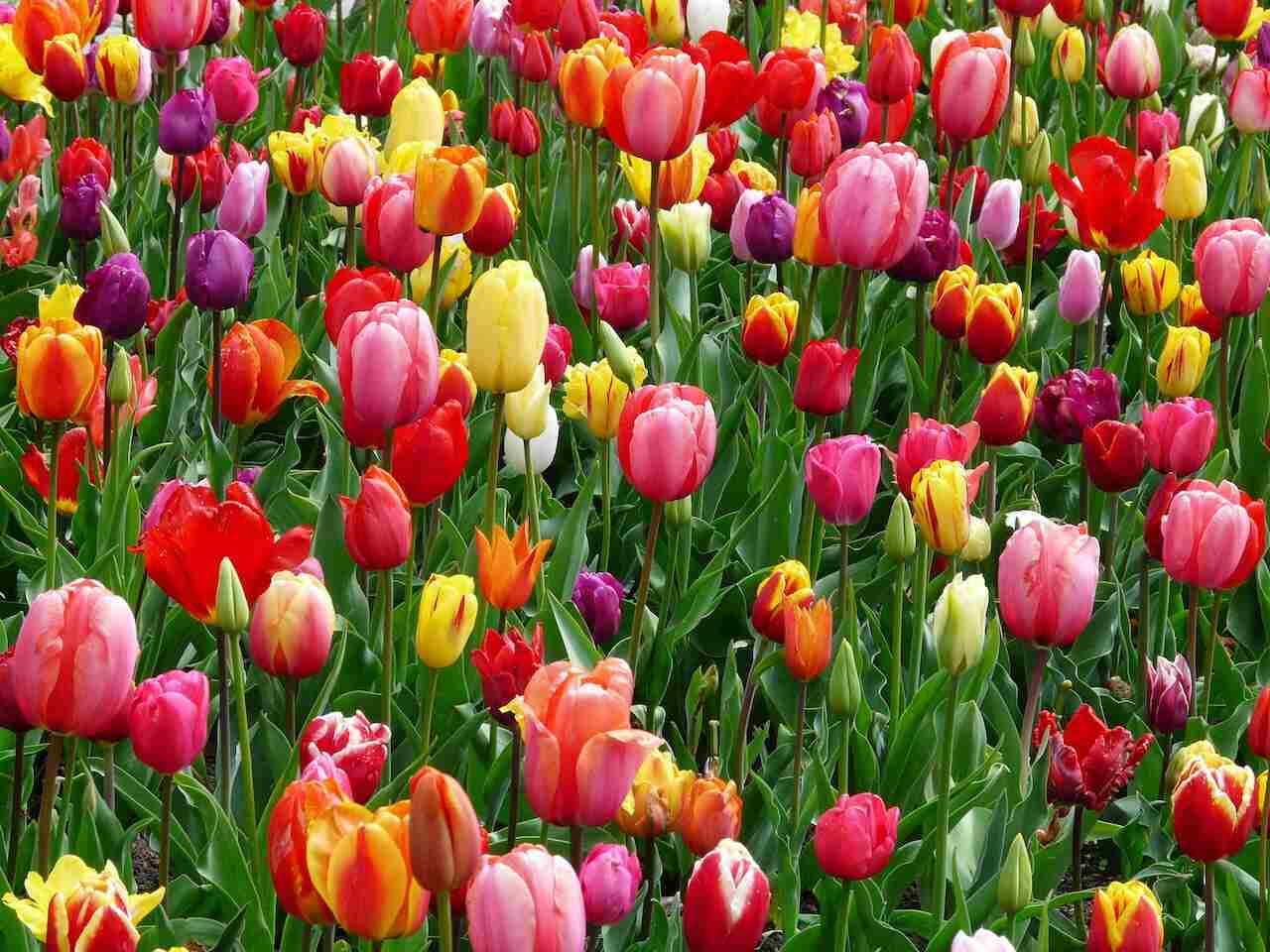 bunga, flower, mawar, tulip, daisy, anggrek, lily, kembang, cinta, perasaan, ungkapan, kekasih, hadiah, valentine
