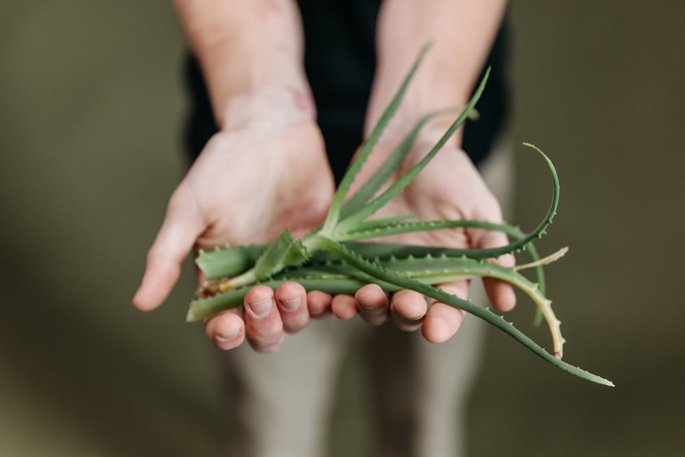 Aloe Vera, Bruntusan, Perawatan Wajah