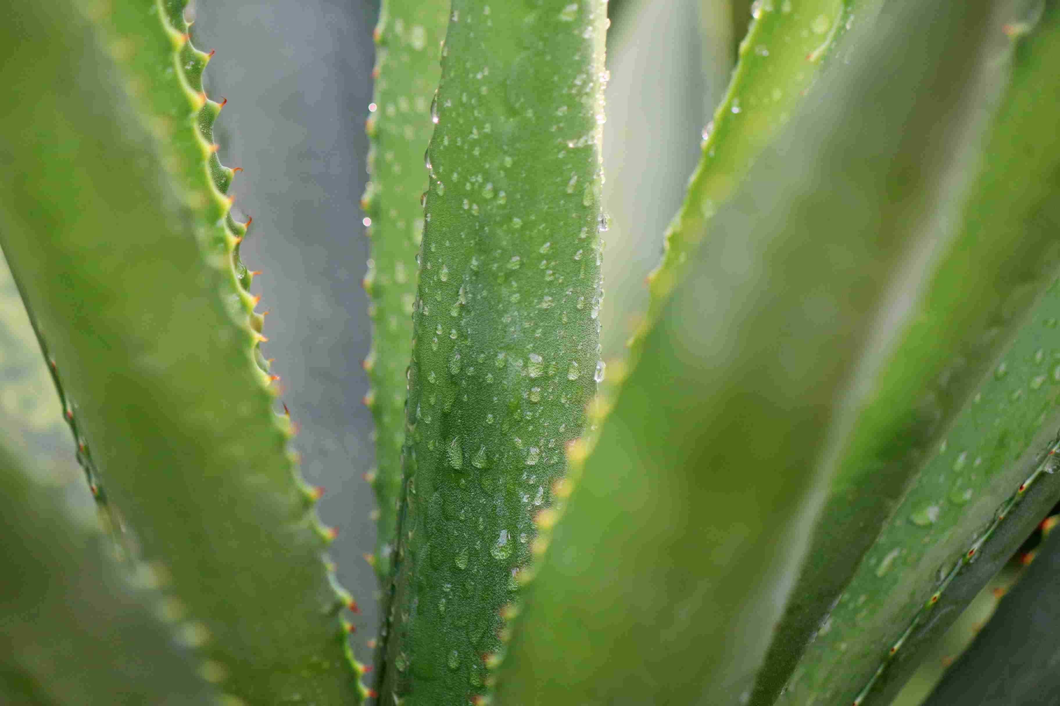 Lidah buaya. Gel lidah buaya. Bulu mata. Bulu mata lentik. Bahan alami.