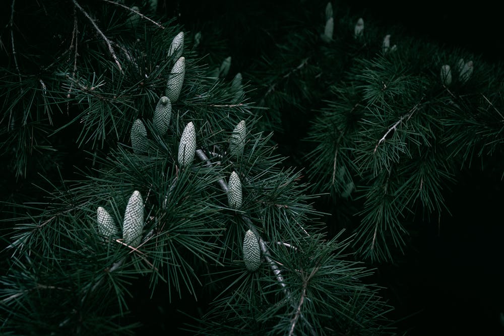 Cedarwood, Essential Oil