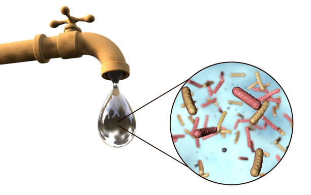Salmonella dan dampaknya