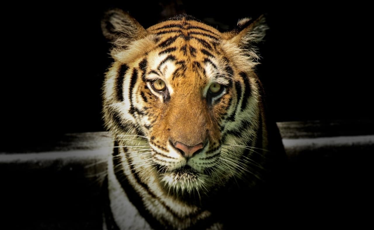 peruntungan shio 2022 macan air