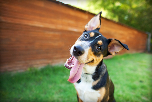 8 Jenis Makanan yang Berbahaya untuk Anjing