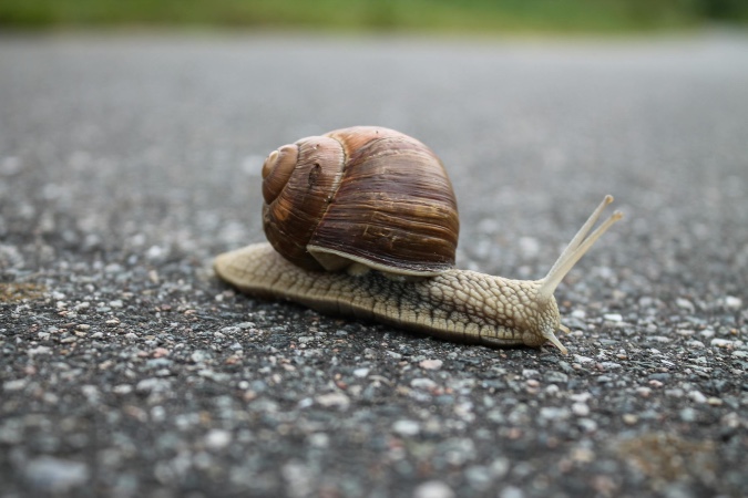 Kulit Mulus? Ini 4 Manfaat Snail Mucin Untuk Kecantikan