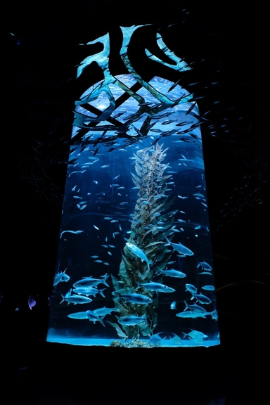 Jakarta Aquarium Kembali Dibuka Dengan Protokol Kesehatan
