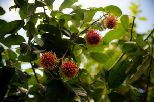 Manfaat Daun Rambutan Bagi Kesehatan