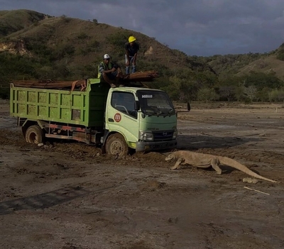 Proyek Jurassic Park Di Pulau Komodo Menimbulkan Pro Kontra