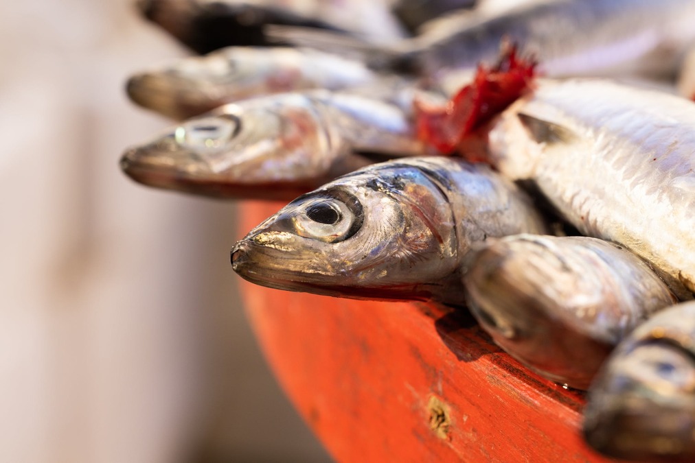 Hati-hati, 5 Ikan Ini Memiliki Kolesterol Jahat