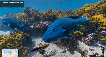 Lihat Langsung Pemandangan Bawah Laut dengan Google