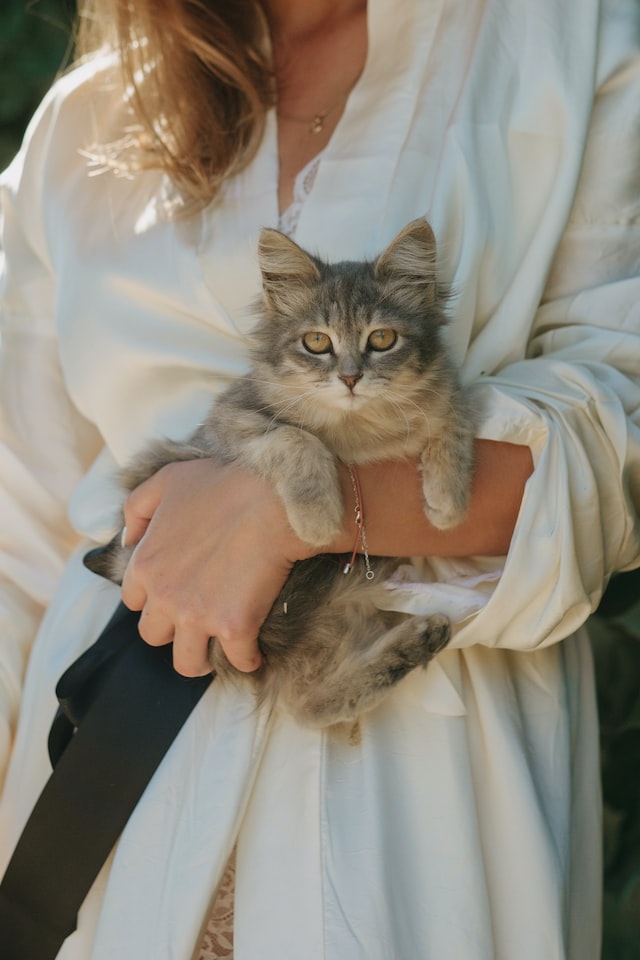 7 Cara Menghilangkan Bau Mulut Kucing yang Ampuh!